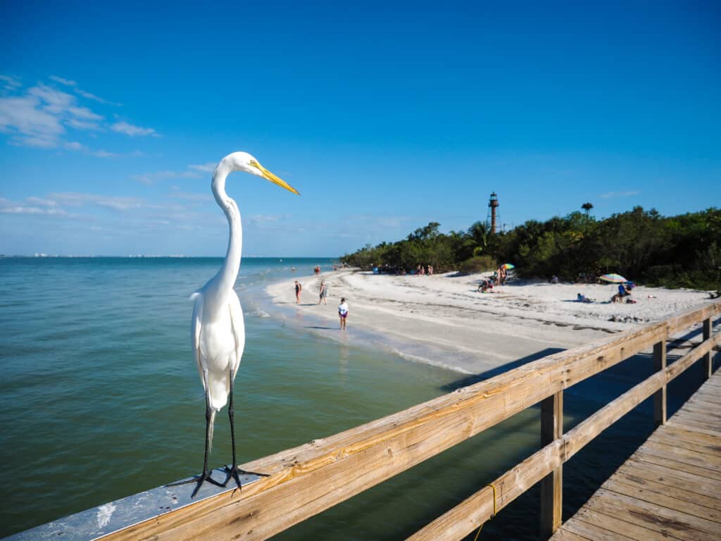 Witte reiger op pier Fort Myers / Sanibel