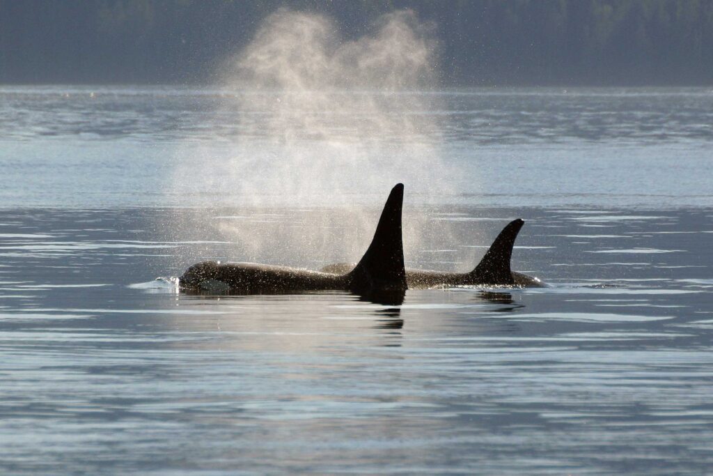 Naturetrek_AOrca5Roosenboom06small